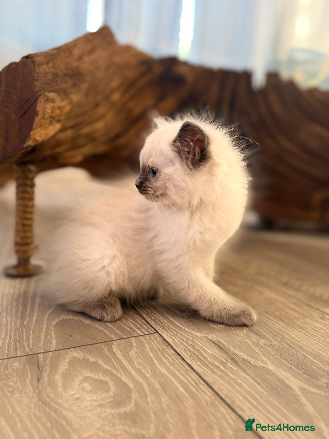 Ragdoll cats for sale: GCCF SEALPOINT RAGDOLL KITTENS - Image 16