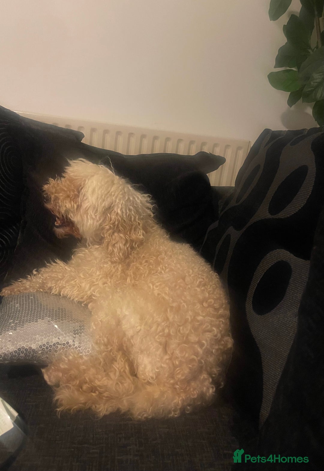 Australian Labradoodle dogs for sale: Meet Yasmin! - Advert 7