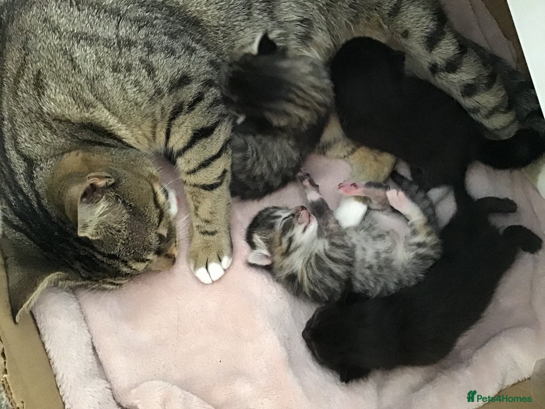 Domestic Shorthair cats for sale: Lovely kittens - Image 8