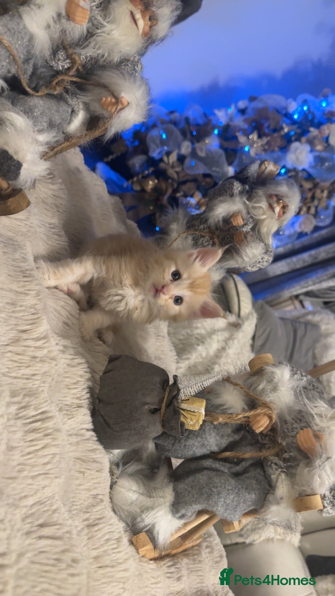 Maine Coon cats for sale: Last male left stunning Maine coon-  - Advert 6