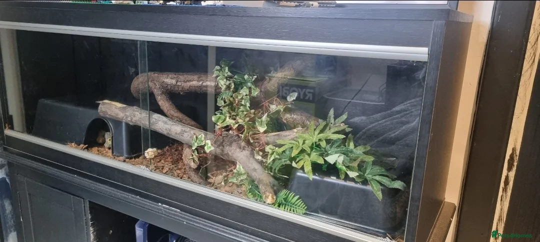 Python Snake reptiles for sale: Royal Python with full set up - Advert 2