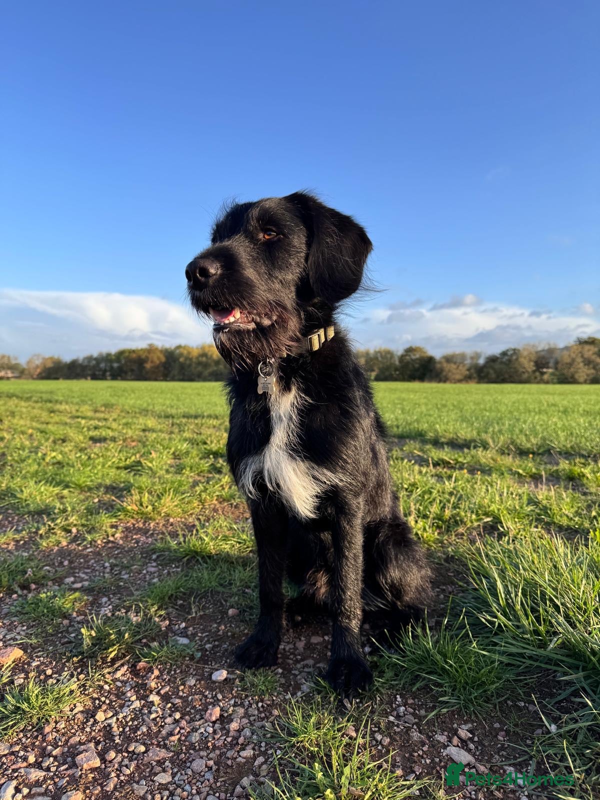 Labradoodle dogs F1b Miniature Labradoodle (Fully Health Tested) - Advert 5