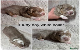 Old Tyme Bulldog dogs for sale: beautiful olde tyme bulldog puppies  - Advert 11