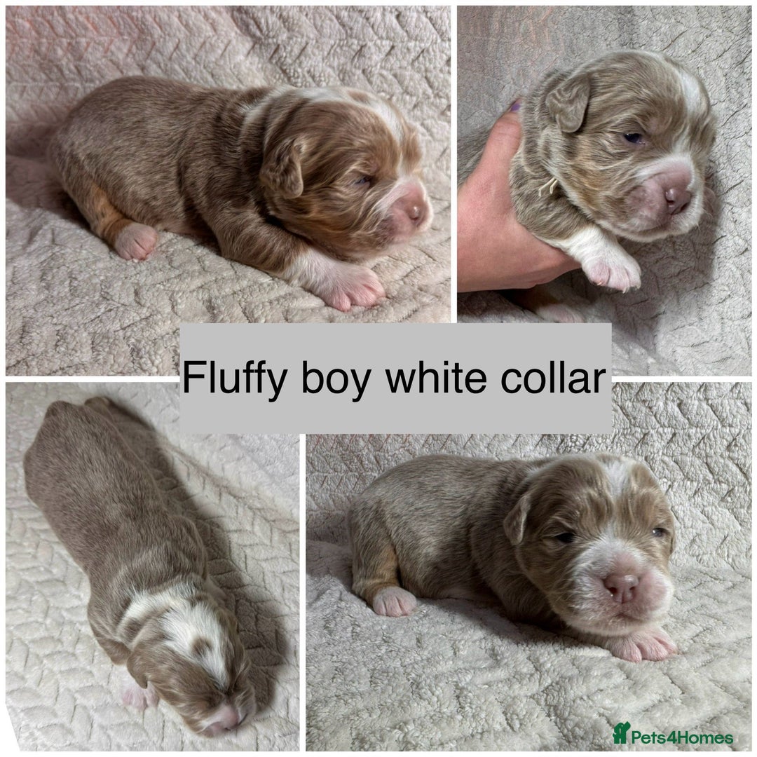 Old Tyme Bulldog dogs for sale: beautiful olde tyme bulldog puppies  - Advert 11