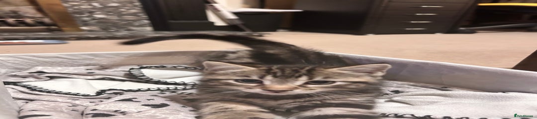 Mixed Breed Kitten 1