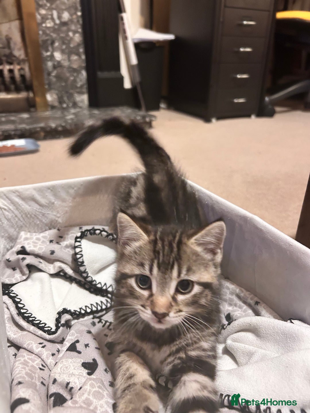 Mixed Breed cats for sale: Purr- fectly Adorable Kittens for loving homes - Advert 13