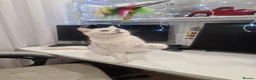 British Shorthair cats for sale: Amasing boy British Shorthair Silver Chinchilla  - Advert 5