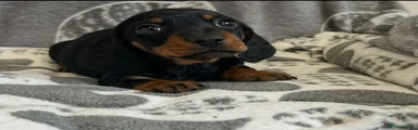Miniature Dachshund 3