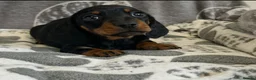 Miniature Dachshund dogs for sale: Stunning kc reg mini smooth pups ready to go  - Advert 11