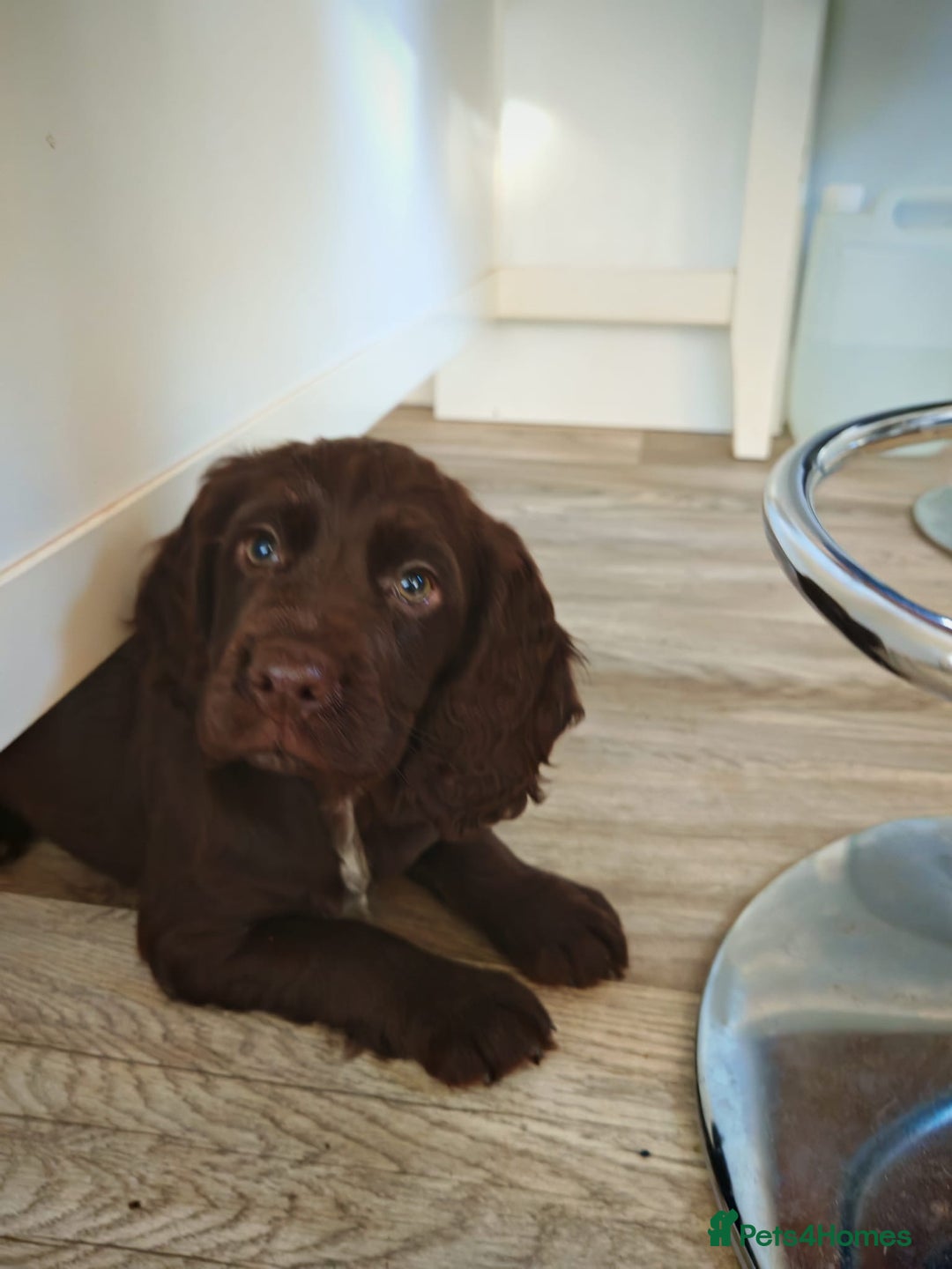 Cocker Spaniel dogs for sale: Cocker spaniel pups - Advert 8