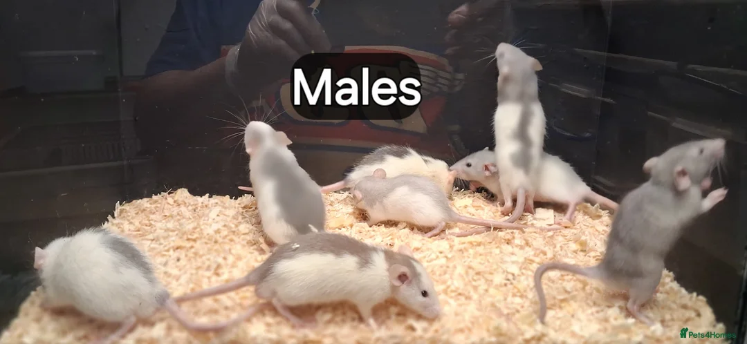 Rat rodents for sale: Baby Dumbo Rats , Males and Females  - Advert 1