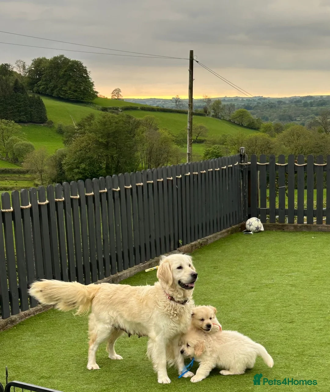 Golden Retriever dogs for sale: 🏆🏆 Fully health tested kc reg boys 🏆🏆 - Advert 1