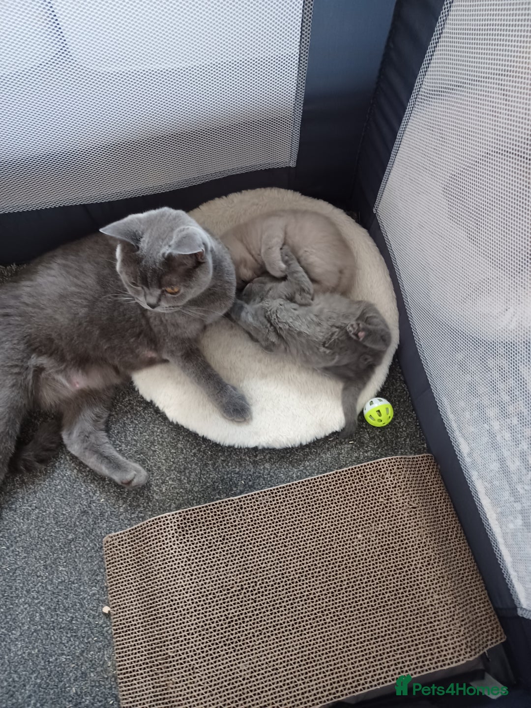 British Shorthair cats for sale: British Shorthair kittens - Image 3