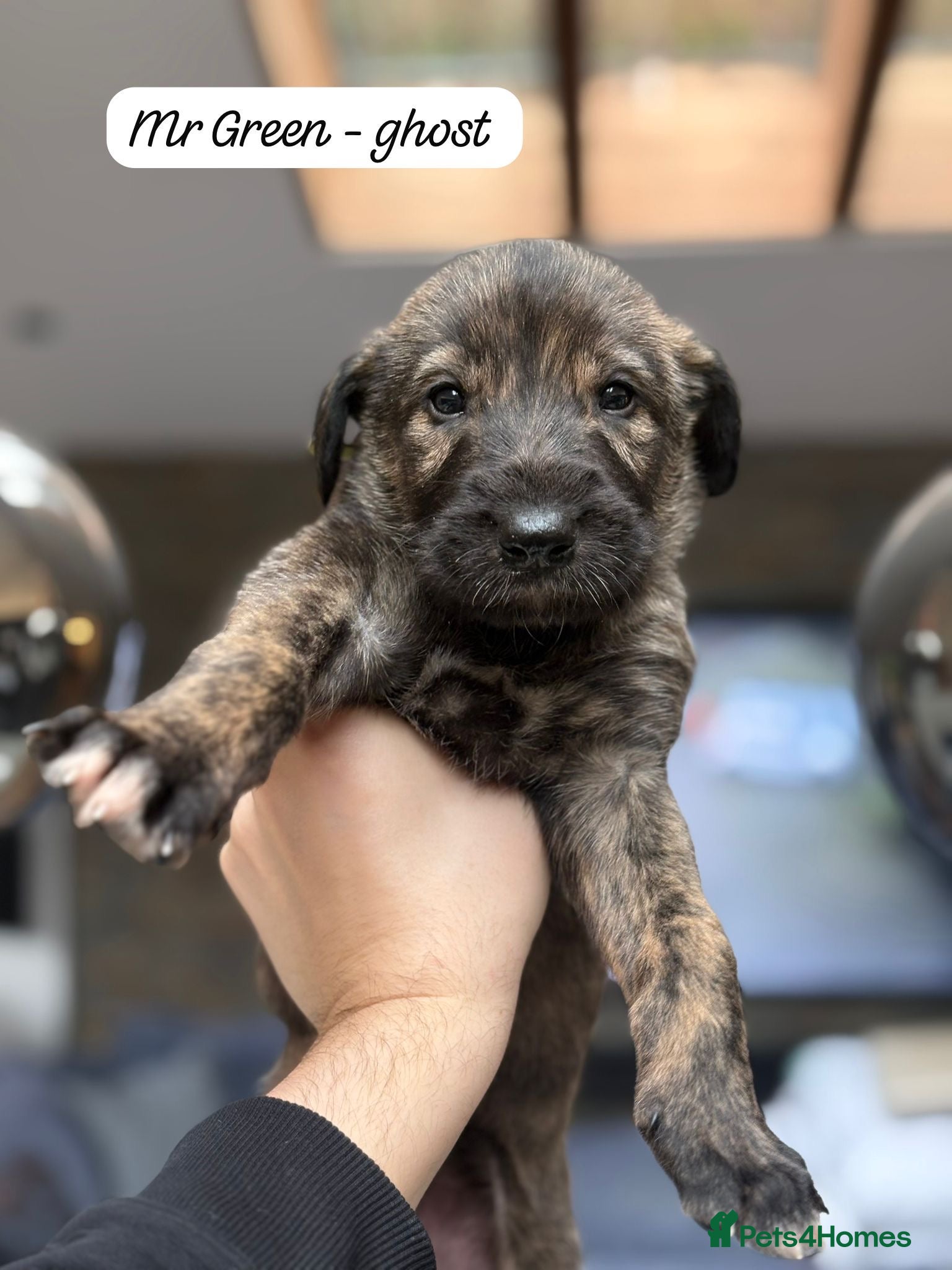 Irish Wolfhound dogs KC reg exceptional Irish Wolfhound Puppies - Advert 1