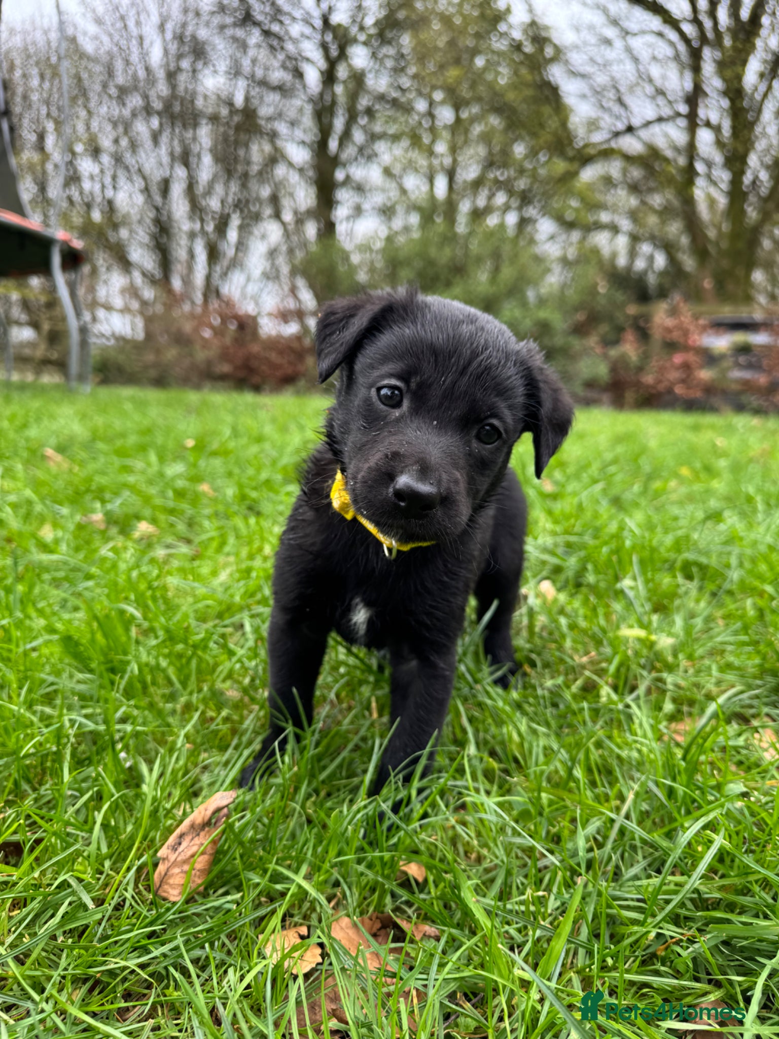 Borador dogs Beautiful Collie Cross Labrador Puppies  - Advert 1