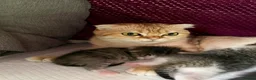 Mixed Breed cats for sale: 3 male kittens for sale  in Evesham - Advert 6