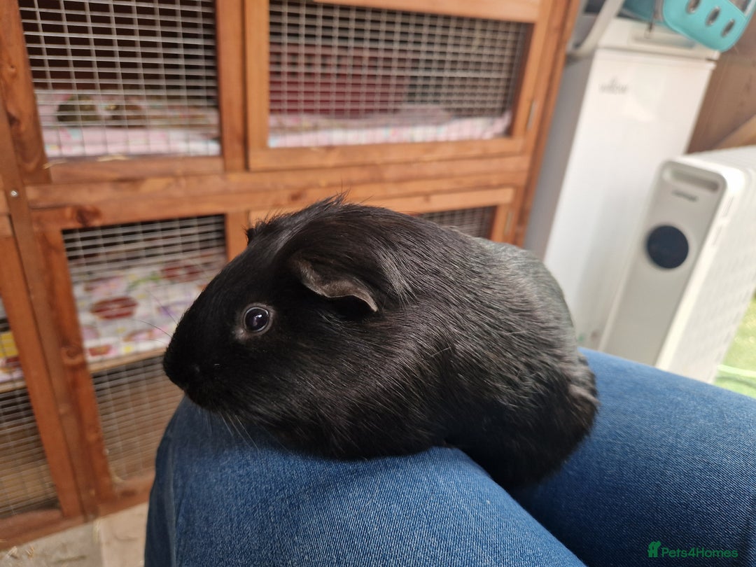 Guinea Pig rodents for sale: Neutered single boy guineapigs  - Image 2