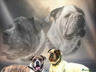 Alapaha Blue Blood Bulldog dogs TOP QUALITY PURE ALAPAHA BULLDOGS - Advert 8