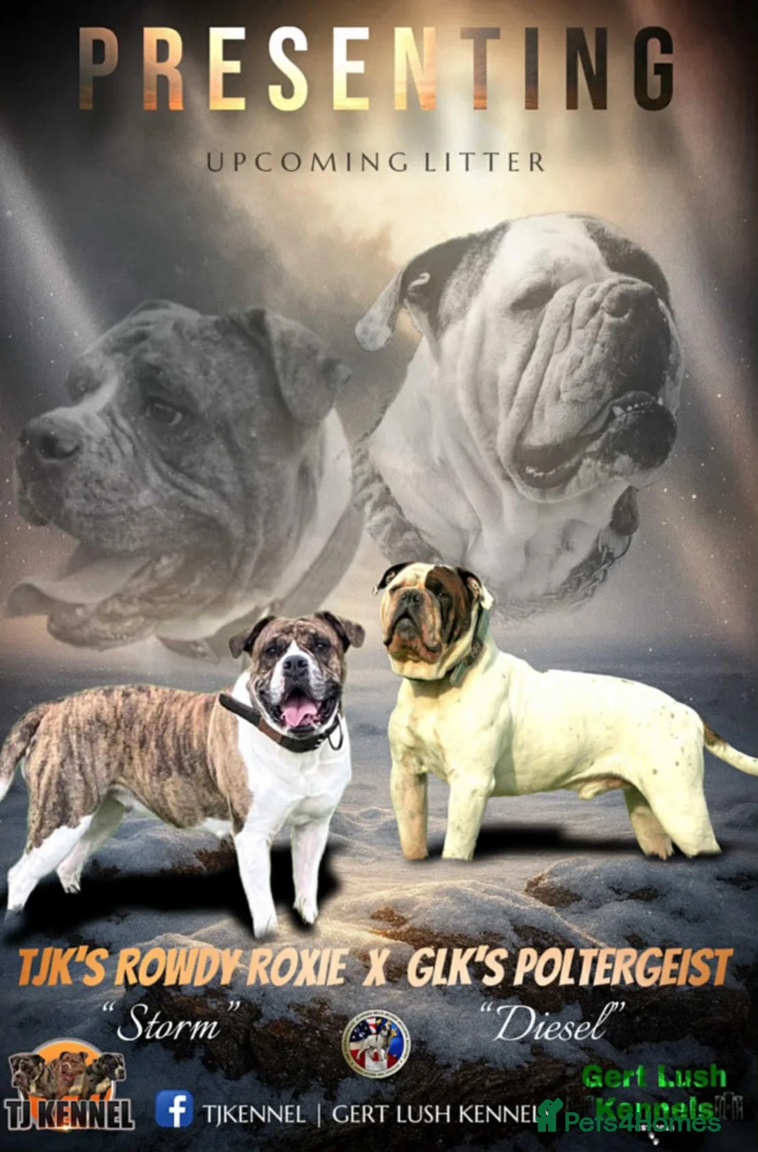Alapaha Blue Blood Bulldog dogs for sale: 4 left absolute quality - Advert 2