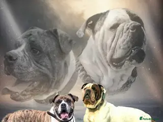 Alapaha Blue Blood Bulldog dogs TOP QUALITY PURE ALAPAHA BULLDOGS - Advert 4