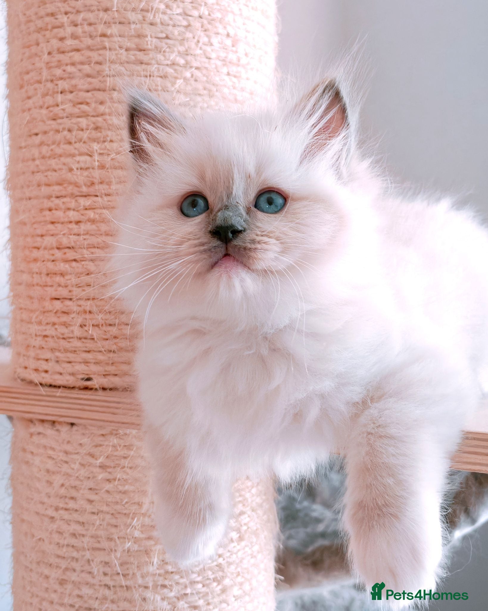 Ragdoll cats Raised with Love, looking for forever homes 🏠❤️ - Advert 16