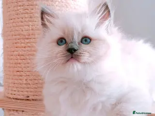 Ragdoll cats Raised with Love, looking for forever homes 🏠❤️ - Advert 16