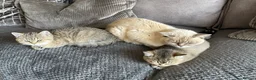 British Shorthair cats for sale: TICA reg black golden boy xx - Advert 9