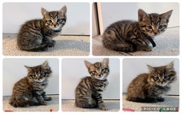 Mixed Breed cats for sale: Bengal/Maine Coon X Kittens - Image 1