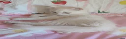 Mixed Breed cats for sale:  Persian kittens for sale  - Advert 3