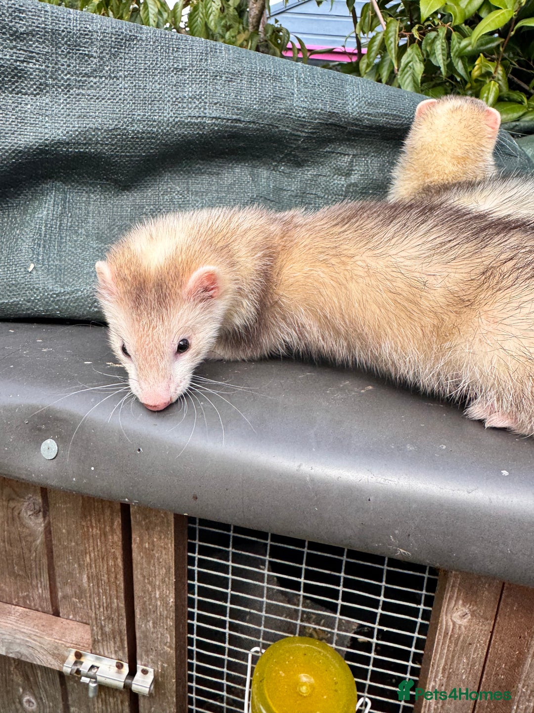 Ferret rodents for sale: Black eyed ferrets  - Image 7