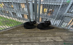 British Longhair cats for sale: Gorgeous Black Cats for New Loving Home  - Image 3