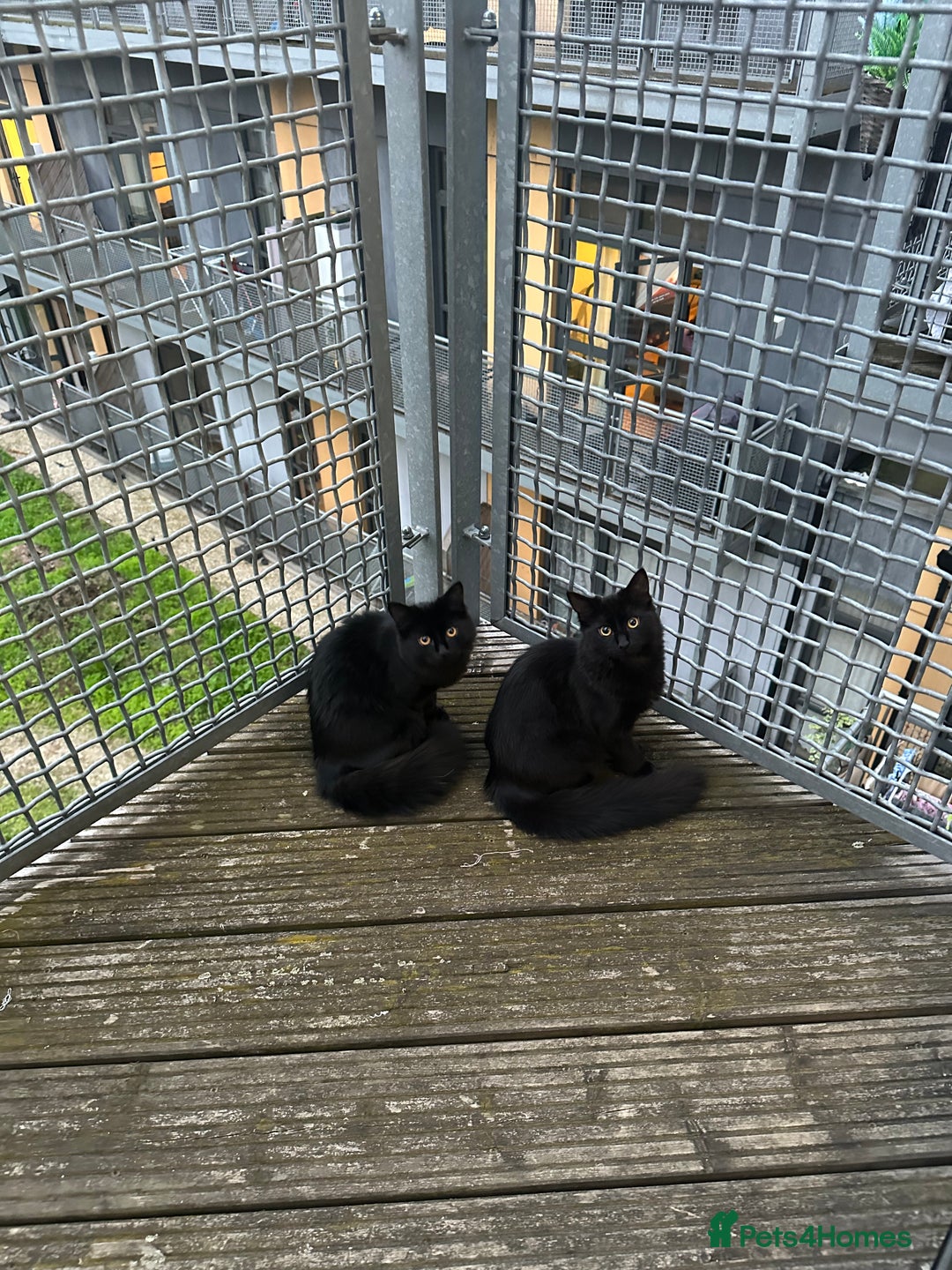 British Longhair cats for sale: Gorgeous Black Cats for New Loving Home  - Image 3