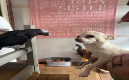 Chihuahua dogs for sale: Double chocolate platinum baby’s  - Image 24