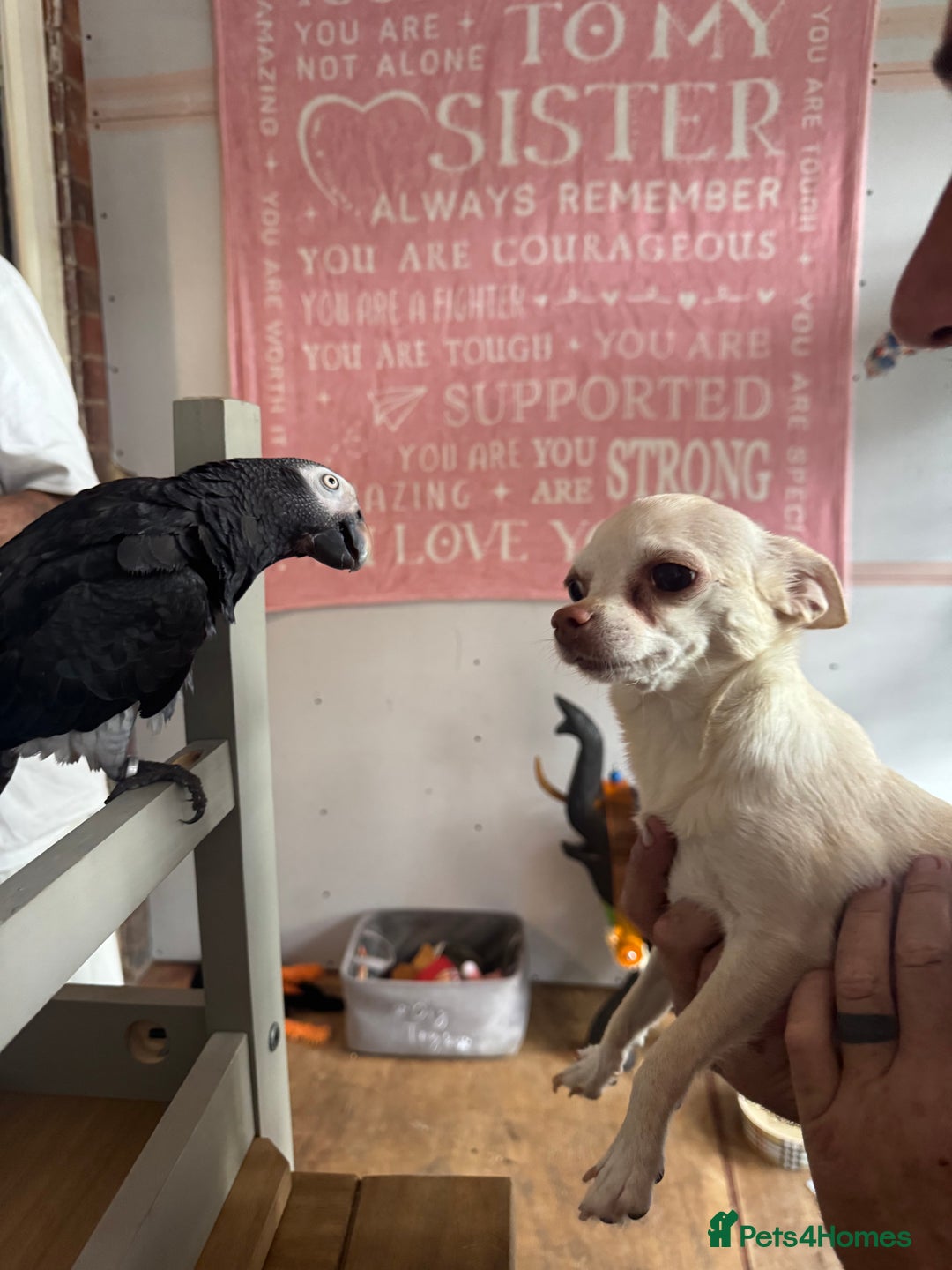 Chihuahua dogs for sale: Double chocolate platinum baby’s  - Image 24