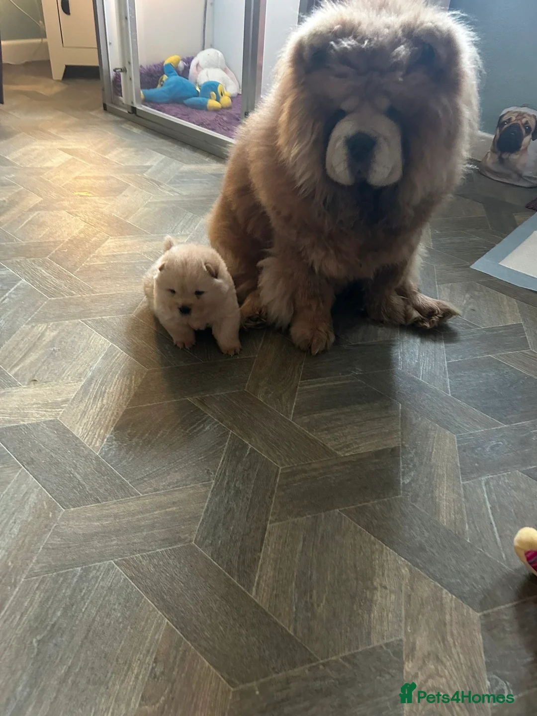 Chow Chow dogs for sale:  READY NOW amazing cream chow chow boy - Advert 8