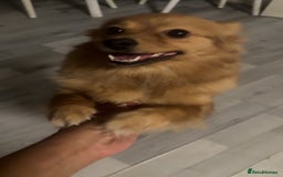 Pomeranian dogs for sale: POM FOR A FOREVER HOME - Advert 3