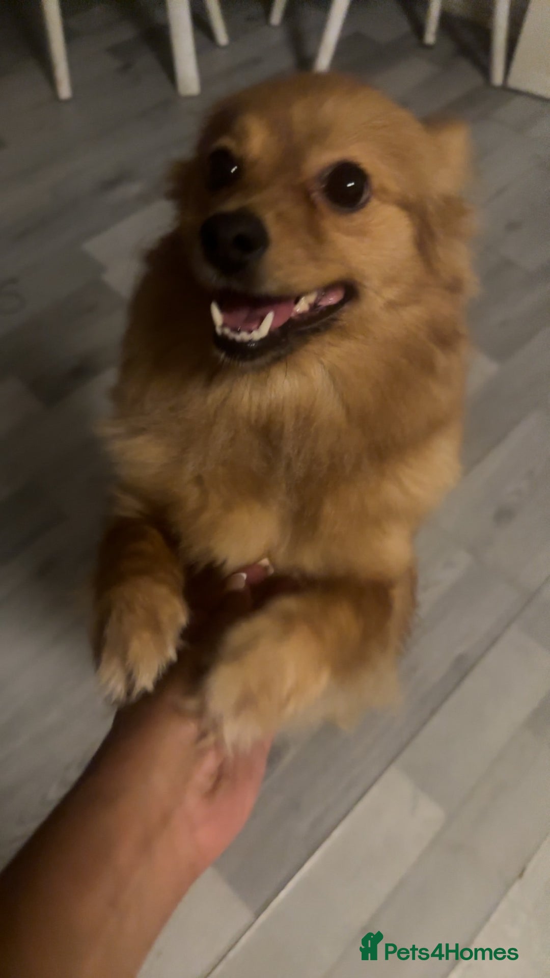 Pomeranian dogs for sale: POM FOR A FOREVER HOME - Advert 3