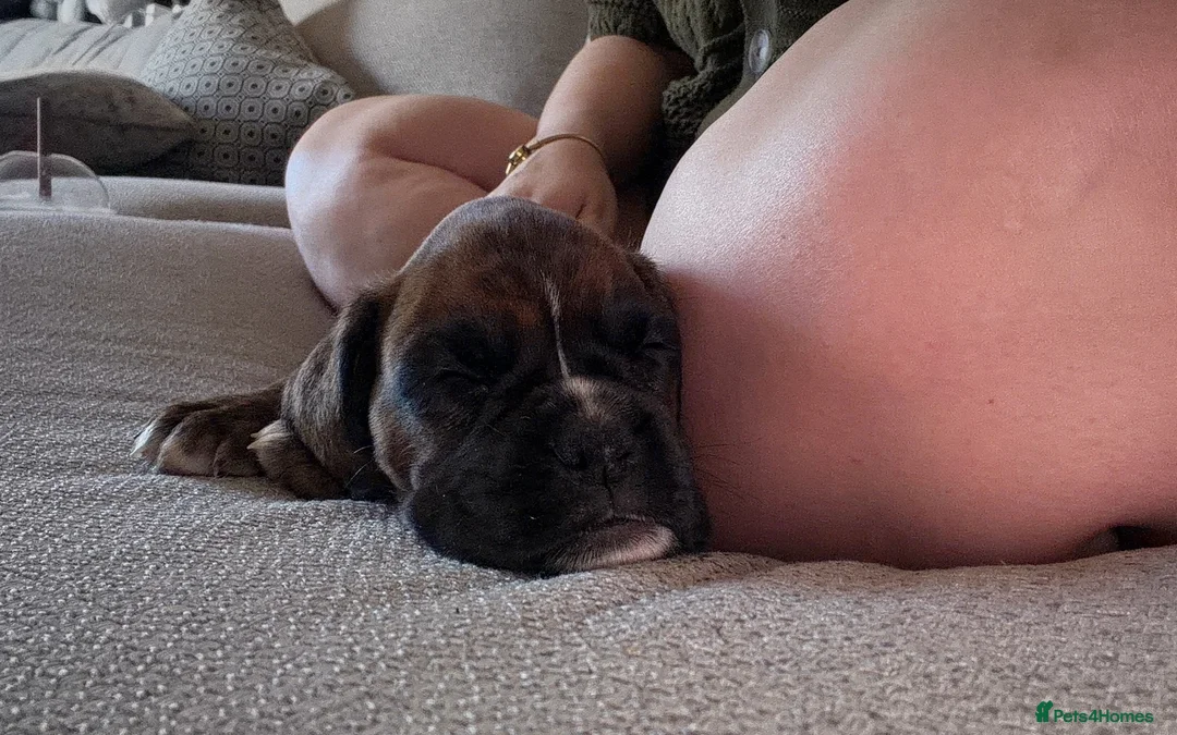 Boxer dogs for sale: 🐾 Exceptional KC Registered Boxer Puppies 🐾 - Advert 2