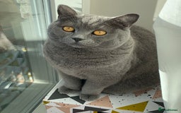 British Shorthair cats for sale: A loving and very affectionate 6 year old BSH boy - Image 6