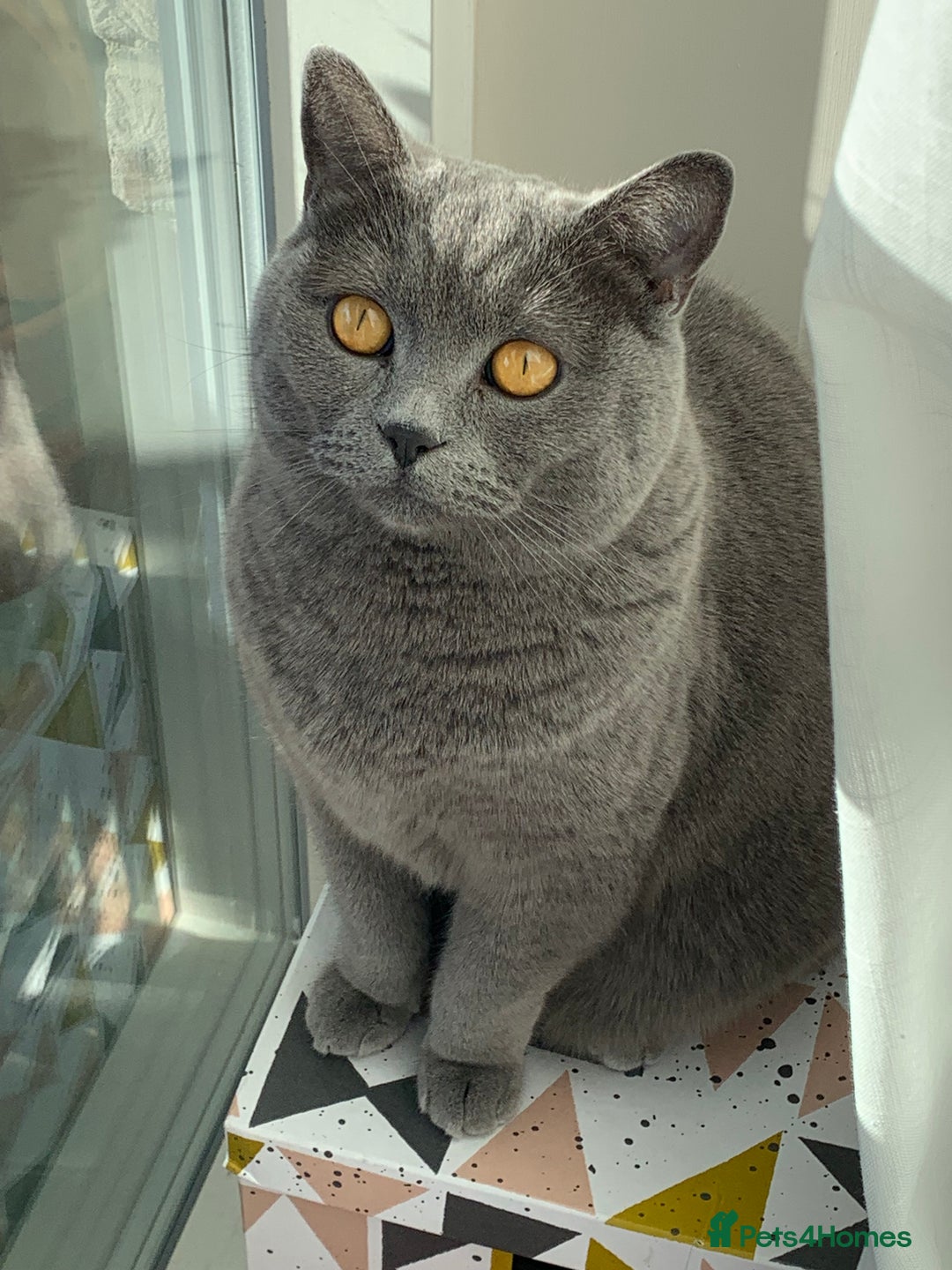 British Shorthair cats for sale: A loving and very affectionate 6 year old BSH boy - Image 6