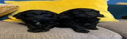 Cockapoo dogs for sale: Cockapoo puppies from health clear parents  - Advert 5