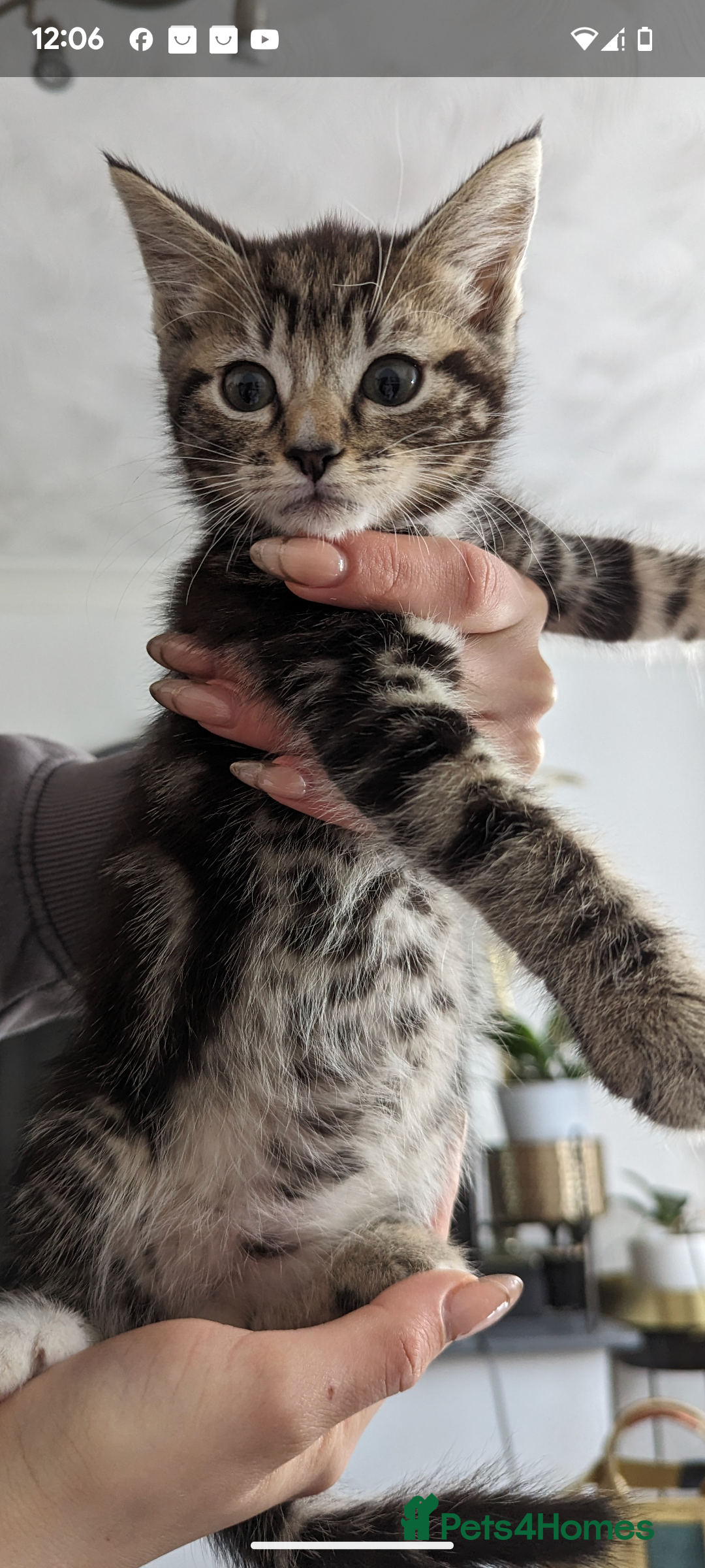 Mixed Breed cats for sale: Beautiful kittens for sale. - Image 1