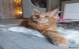 Maine Coon cats for sale: Beautiful XXL Maine-coon kittens 😸 ♥️  - Image 9