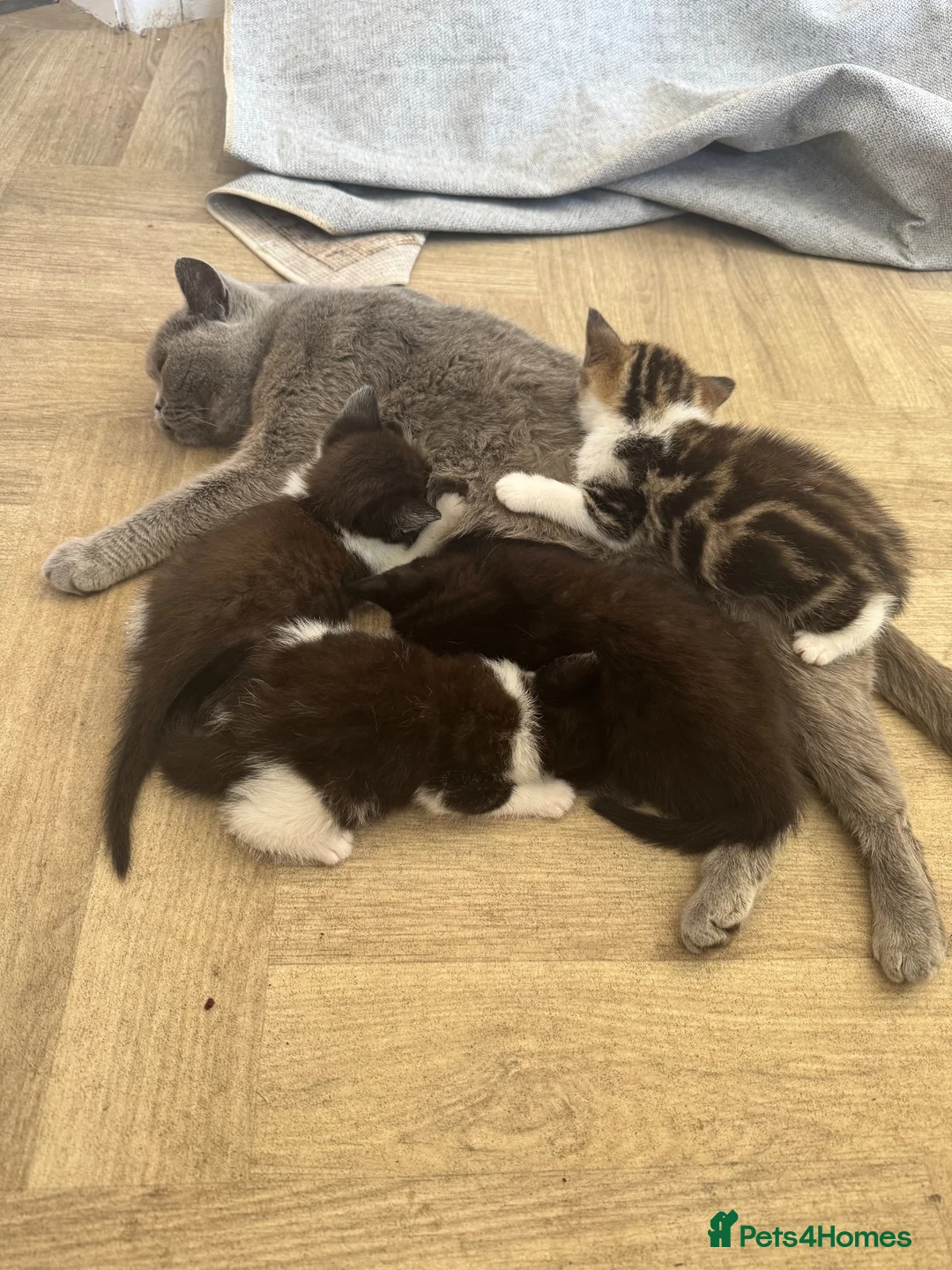Mixed Breed cats for sale: Beautiful mixed British short hair kittens  - Advert 3
