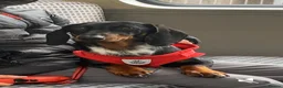 Miniature Dachshund dogs for sale: Dachound puppy’s - Advert 1