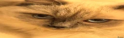 Ragdoll cats for sale: British short hair x Ragdoll kittens  - Advert 3