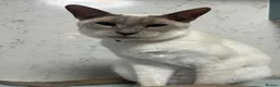 Siamese cats for sale: Lovely lilac point Siamese girl needing new home  - Advert 6
