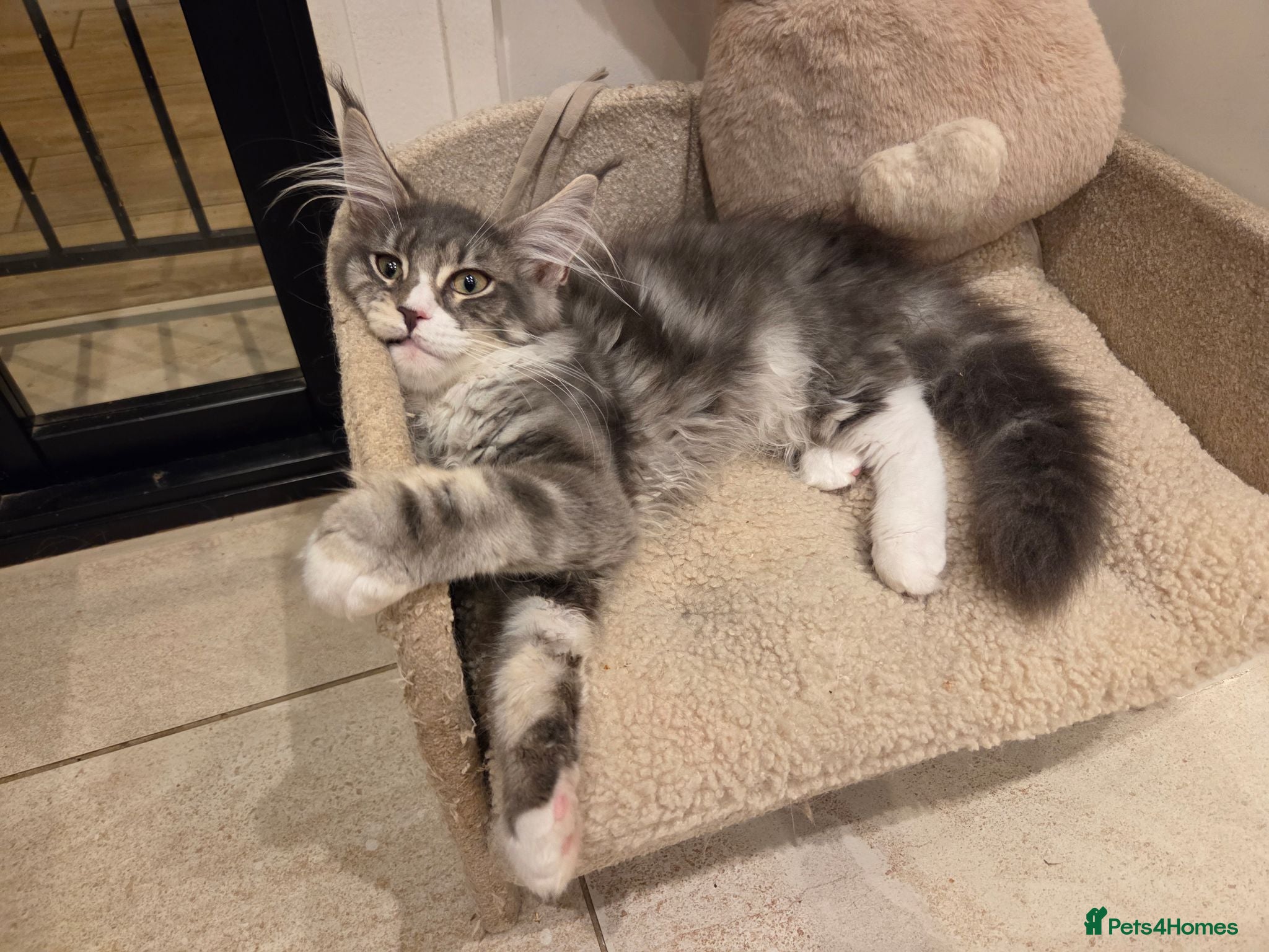 Maine Coon cats Top quality Mainecoon girls..Tica reg  - Advert 16