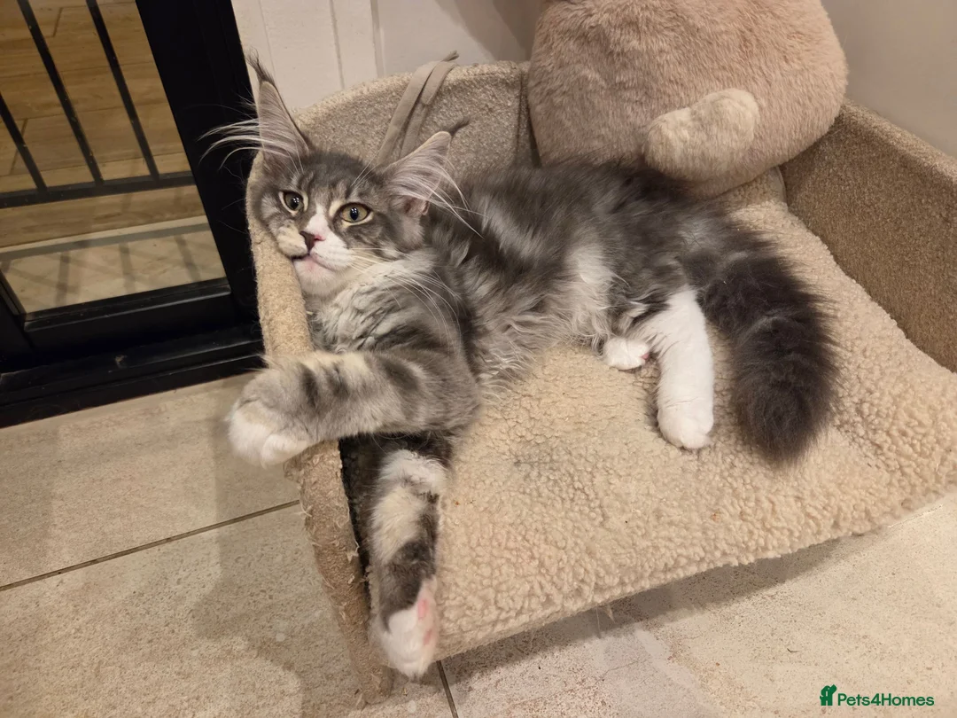 Maine Coon cats for sale: Top quality Mainecoon girls..Tica reg  - Advert 1