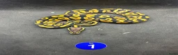 Python Snake reptiles for sale: Royal pythons  - Advert 2